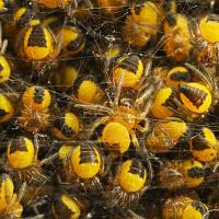 Garden Spiders - Araneus diadematus 